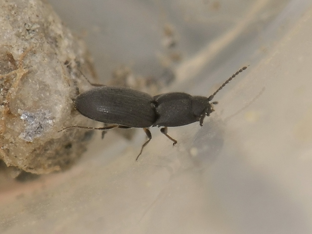 Micro Elateridae